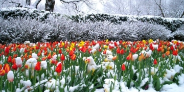 Revine iarna în Banat! Cod galben de ninsori și vreme deosebit de rece