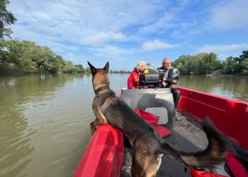 VIDEO Câini dresați să găsească cadavre în apă, în căutarea copilei încă dispărută în apele Mureșului