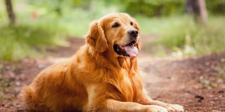 Aproape 2.000 de câini din 30 de țări, în competiție la Giroc