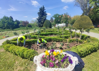 Se plantează sute de trandafiri în Parcul Rozelor din Timișoara FOTO
