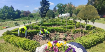 Se plantează sute de trandafiri în Parcul Rozelor din Timișoara FOTO