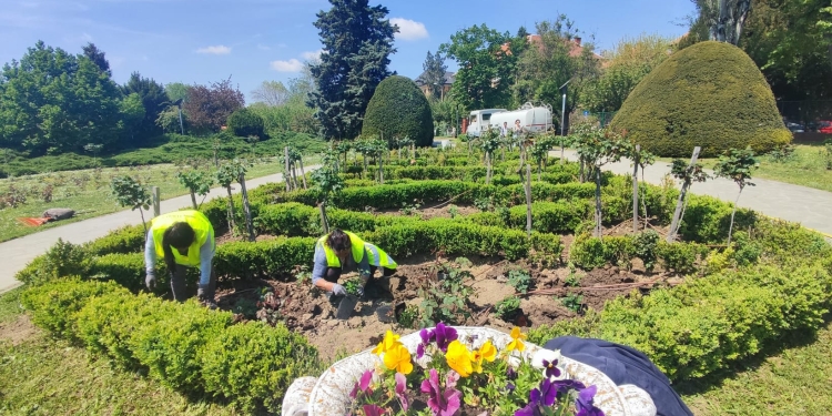 Se plantează sute de trandafiri în Parcul Rozelor din Timișoara FOTO