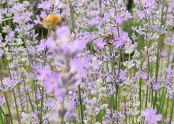 Descoperă o oază de culoare și relaxare în grădina cu lavandă din Gaiu Mic