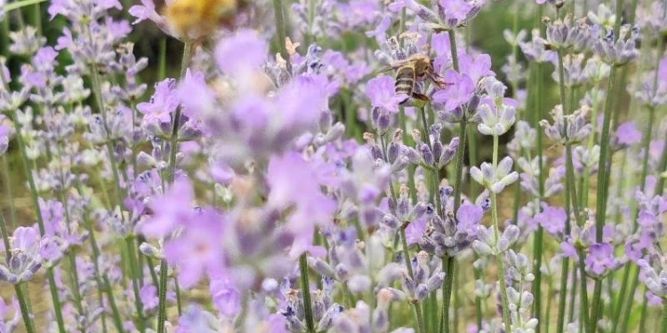 Descoperă o oază de culoare și relaxare în grădina cu lavandă din Gaiu Mic