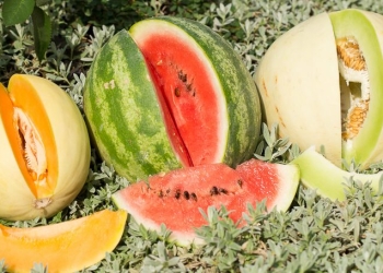 „Festivalul Pepenilor”, la Timișoara! S.C. Piețe S.A. și primăria îl organizează