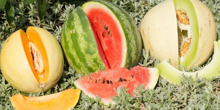 „Festivalul Pepenilor”, la Timișoara! S.C. Piețe S.A. și primăria îl organizează