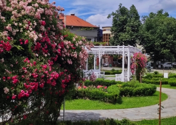 Feerie de culori! În înflorit trandafirii din Parcul Rozelor FOTO