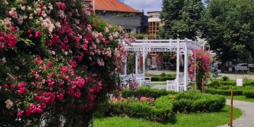 Feerie de culori! În înflorit trandafirii din Parcul Rozelor FOTO