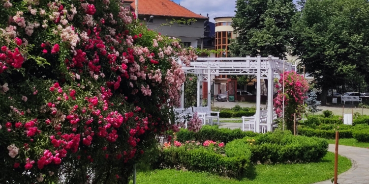 Feerie de culori! În înflorit trandafirii din Parcul Rozelor FOTO