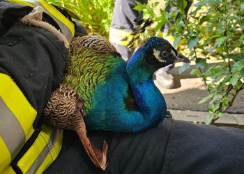 Pompierii din Timiș s-au mobilizat pentru a salva un… păun