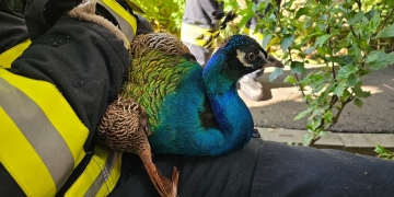 Pompierii din Timiș s-au mobilizat pentru a salva un… păun