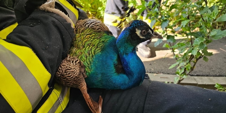 Pompierii din Timiș s-au mobilizat pentru a salva un… păun