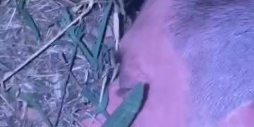 VIDEO Ar fi fost drogat când a comis crima! Bărbatul care a omorât doi bătrâni, la Timișoara, prins de polițiști