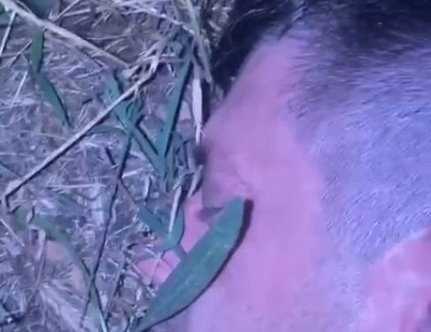 VIDEO Ar fi fost drogat când a comis crima! Bărbatul care a omorât doi bătrâni, la Timișoara, prins de polițiști