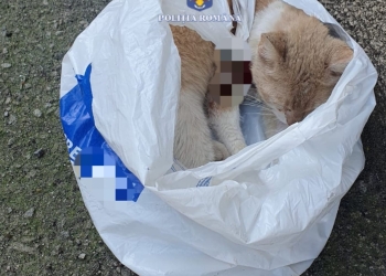 Femeie din Banat, amendată cu 12.000 lei după ce a aruncat o pisică pe stradă