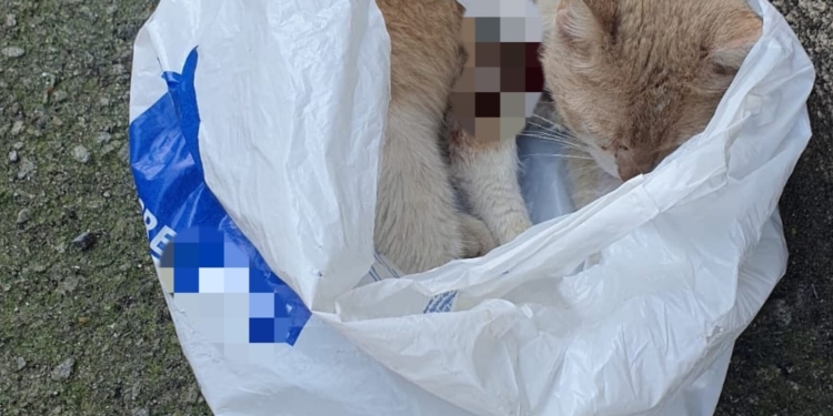 Femeie din Banat, amendată cu 12.000 lei după ce a aruncat o pisică pe stradă