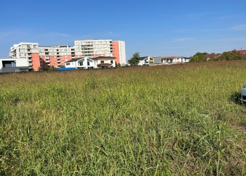 Arși la buzunar și din cauza ambroziei! Zeci de proprietari din Timișoara, amendați