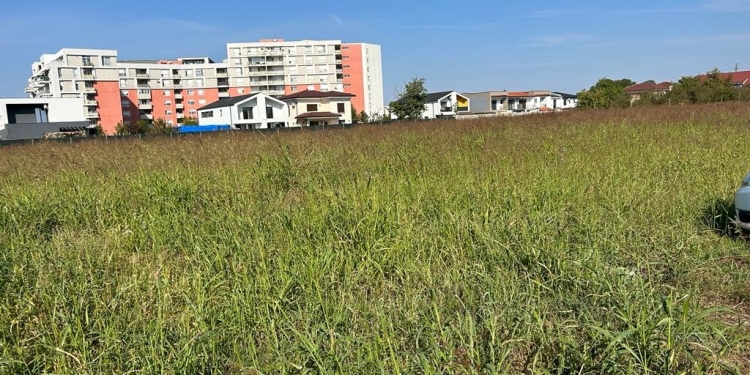 Arși la buzunar și din cauza ambroziei! Zeci de proprietari din Timișoara, amendați