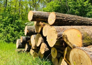 Se taie ca-n codru în pădurile din vestul țării