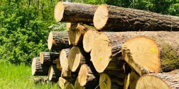 Se taie ca-n codru în pădurile din vestul țării