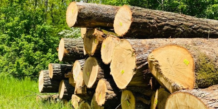 Se taie ca-n codru în pădurile din vestul țării