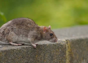 O nouă acțiune de deratizare, la Timișoara