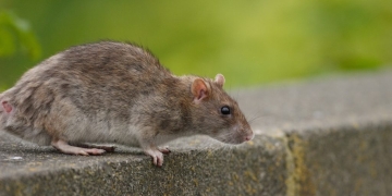 O nouă acțiune de deratizare, la Timișoara