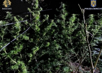 Plantație de canabis, descoperită de oamenii legii în județul Timiș