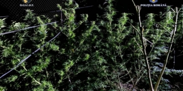 Plantație de canabis, descoperită de oamenii legii în județul Timiș