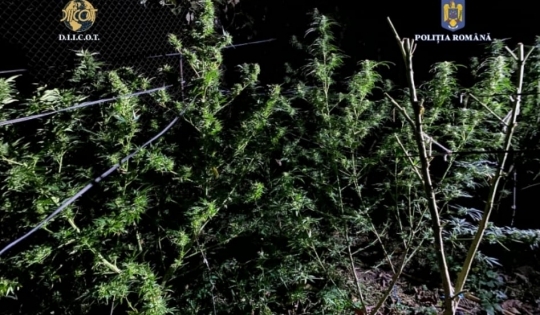 Plantație de canabis, descoperită de oamenii legii în județul Timiș