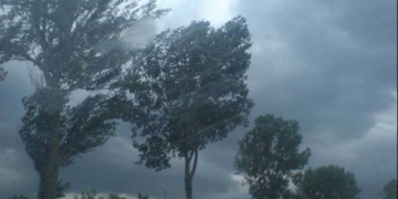 Efectele vântului puternic, în Timiș: tabla de pe un acoperiș, copaci și crengi, la pământ