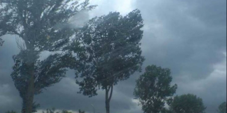 Efectele vântului puternic, în Timiș: tabla de pe un acoperiș, copaci și crengi, la pământ