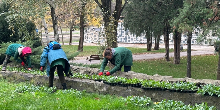 Mii de arbori plantați în Timișoara. Primăria a început campania de toamnă