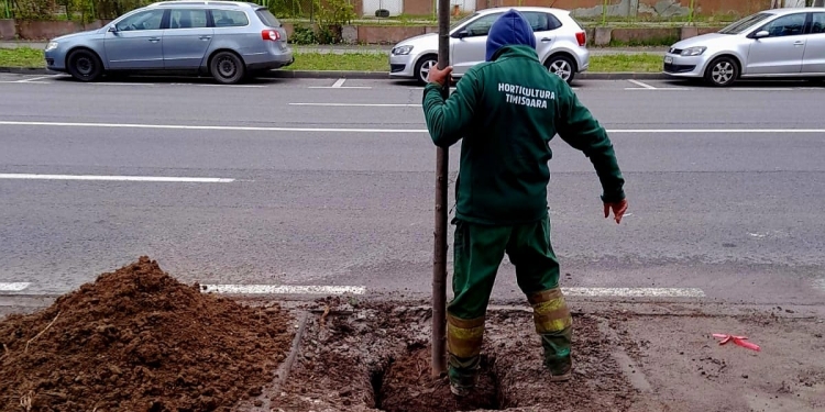 Mii de arbori plantați în Timișoara. Primăria a început campania de toamnă