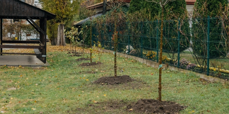 Aer mai curat și mai multă verdeață în școli și grădinițe din Timișoara
