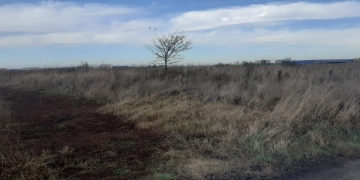 Iarba necosită atrage amenzi mari, la Timișoara. Polițiștii locali au aplicat sancțiuni de mii de lei