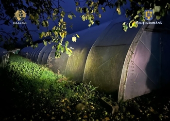 Sute de kilograme de canabis, descoperite în vestul țării