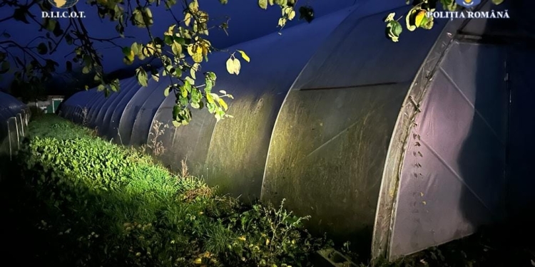 Sute de kilograme de canabis, descoperite în vestul țării