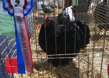 Mândreață de găină, la Lugoj. A fost desemnată cea mai frumoasă din Europa