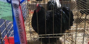 Mândreață de găină, la Lugoj. A fost desemnată cea mai frumoasă din Europa