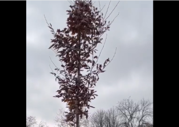 În Piața I.C. Brătianu din Timișoara au apărut copaci înalți de 4 metri