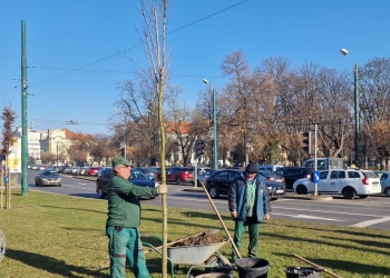 Un nou copac în locul celui tăiat cu drujba acum 10 ani în intersecția Brătianu cu Michelangelo
