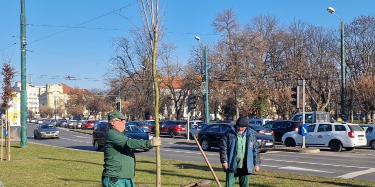 Un nou copac în locul celui tăiat cu drujba acum 10 ani în intersecția Brătianu cu Michelangelo