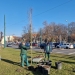 Un nou copac în locul celui tăiat cu drujba acum 10 ani în intersecția Brătianu cu Michelangelo