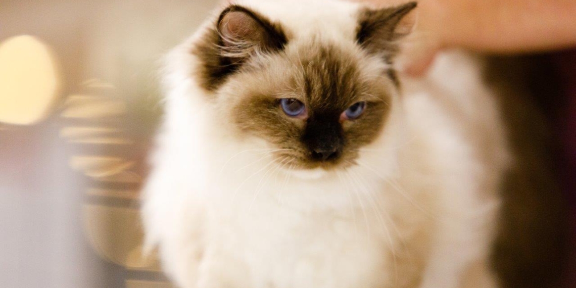 200 de pisici din rase deosebite, într-o competiție internațională desfășurată la Timișoara