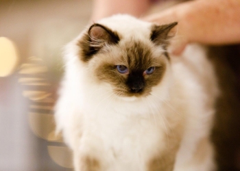 200 de pisici din rase deosebite, într-o competiție internațională desfășurată la Timișoara