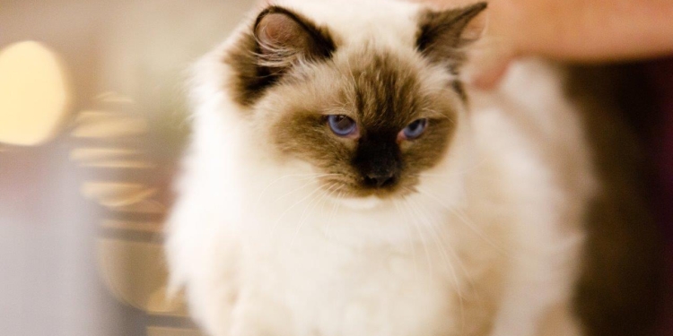 200 de pisici din rase deosebite, într-o competiție internațională desfășurată la Timișoara