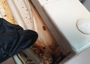 „Plaiting” cu iz de mucegai și urme de gândaci, la un celebru restaurant din Timișoara