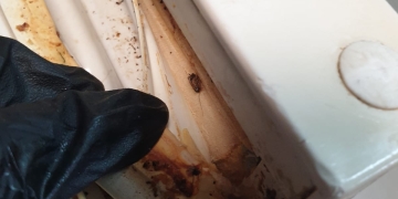 „Plaiting” cu iz de mucegai și urme de gândaci, la un celebru restaurant din Timișoara