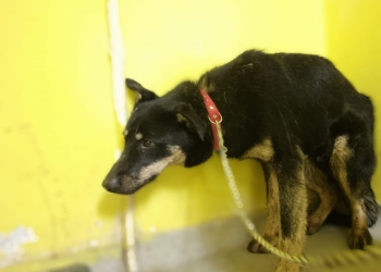 Primăria Timișoara, verificări în adăpostul pentru câini Danyflor